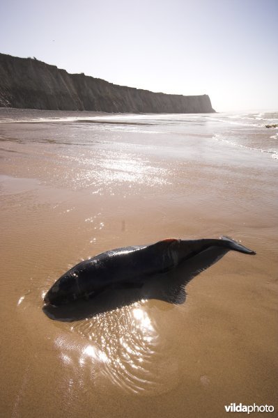 Dode bruinvis op Cap Blanc Nez