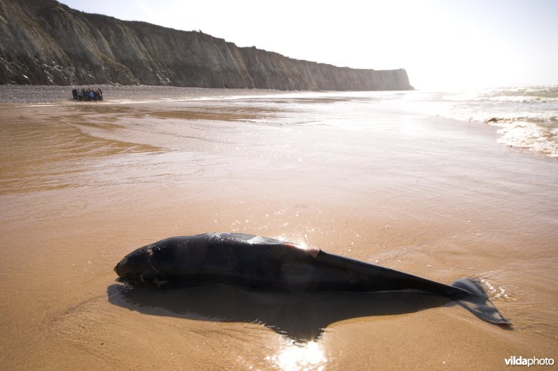 Dode bruinvis op Cap Blanc Nez