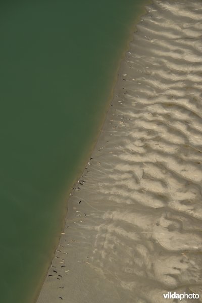 Zeehonden op de Hooge Platen 