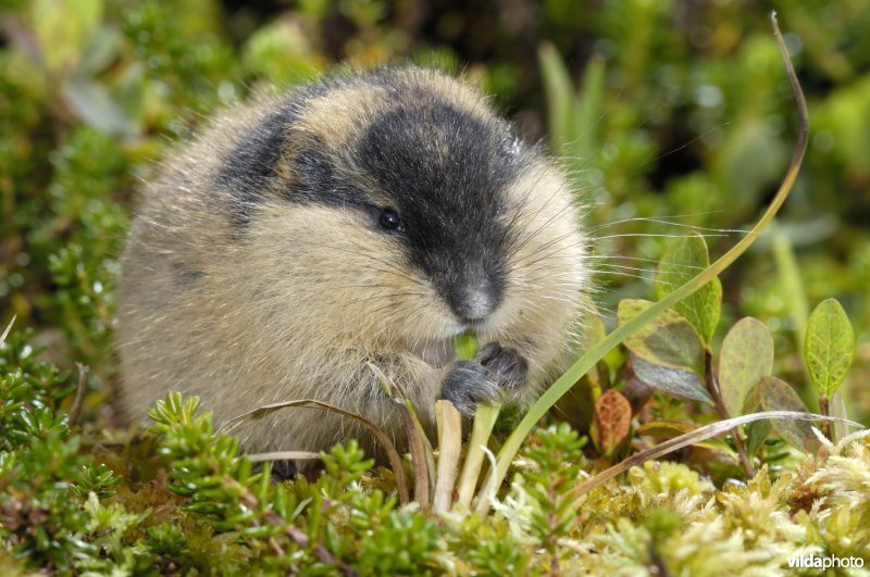 Lemming