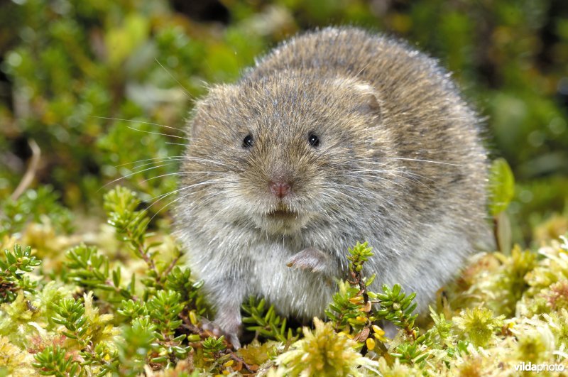 Noordse woelmuis in Noors moeras