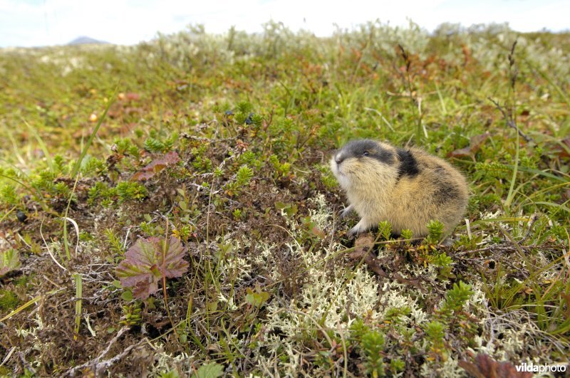 Lemming op Rondane, Noorwegen