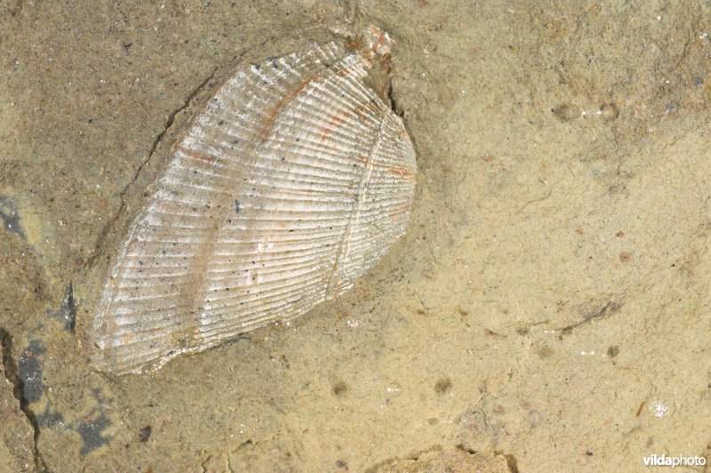 Fossiele schelp in gaize-steen