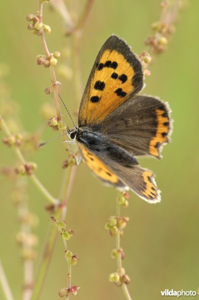 Mannetje kleine vuurvlinder