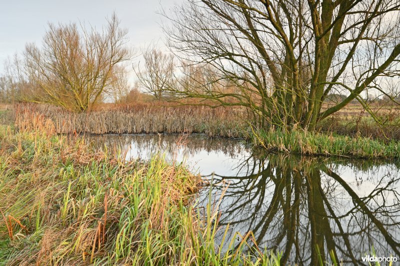 Scherenmeersen