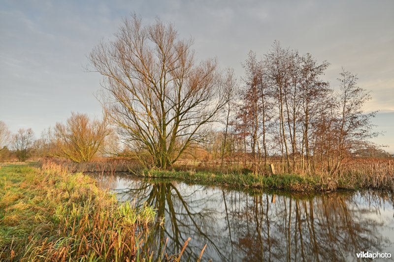 Scherenmeersen