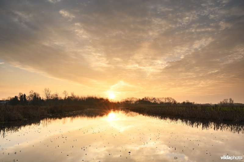 Scherenmeersen