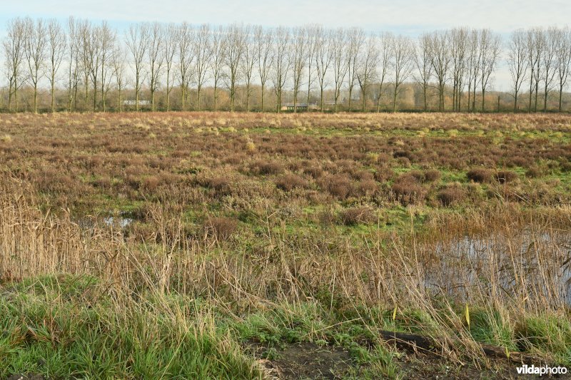 Vlassenbroekse Polder: Uiterdijk (R)