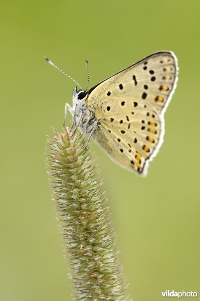 Bruine vuurvlinder