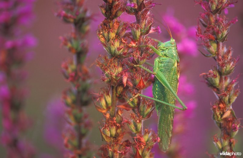 Grote groene sabelsprinkhaan op Grote kattestaart