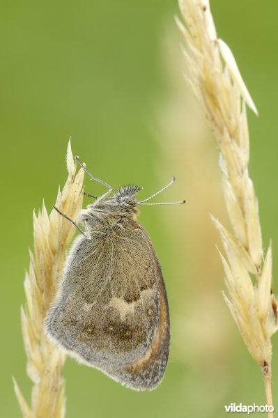 Hooibeestje op verdord gras