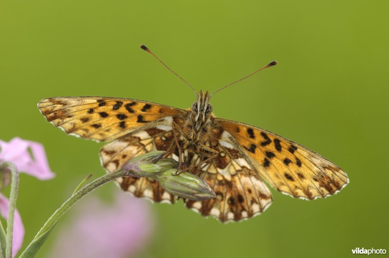 Akkerparelmoervlinder op echte koekoeksbloem