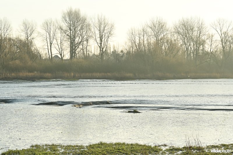 Groot Schoor in Hamme (R)