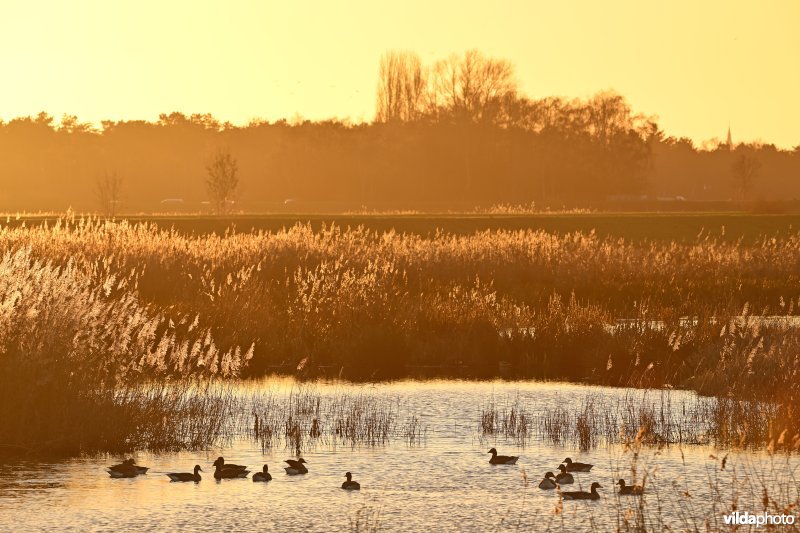 Polder van Lier