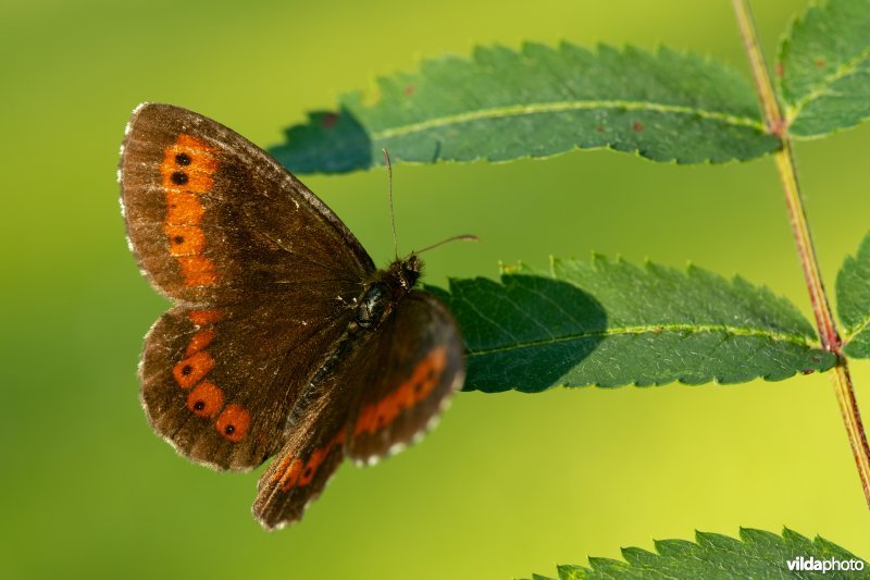Boserebia