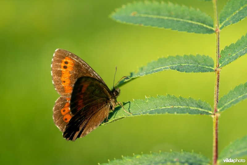 Boserebia