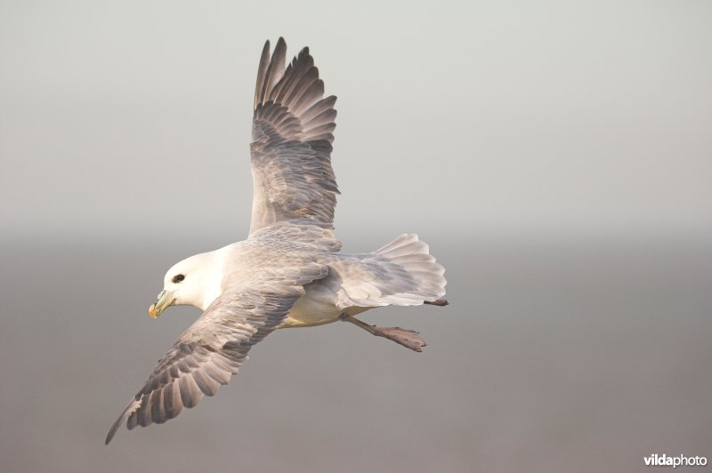 Noordse stormvogel