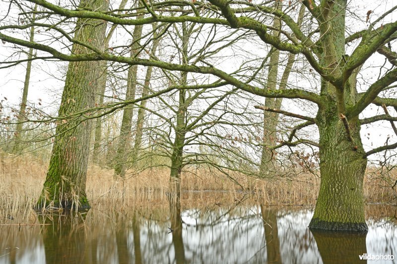 Demervallei: Kloosterbeemden