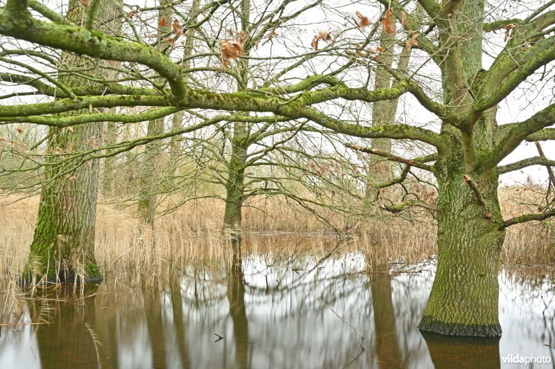 Demervallei: Kloosterbeemden