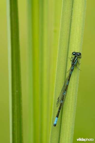 Noordse waterjuffer