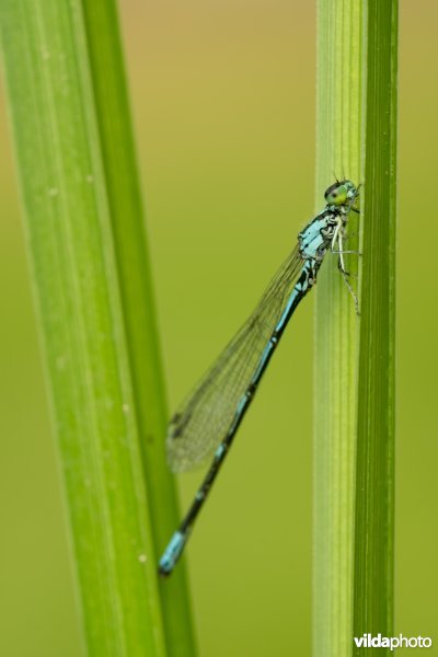 Noordse waterjuffer