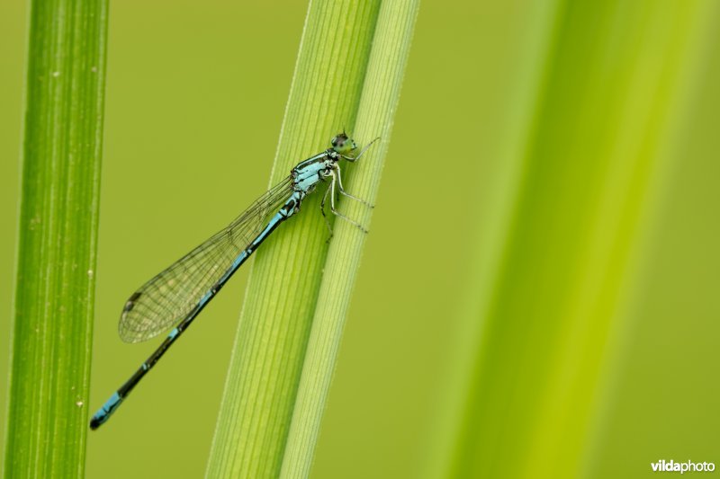 Noordse waterjuffer