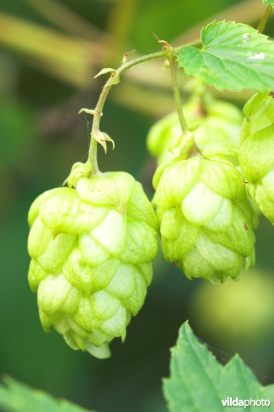 Hopbellen
