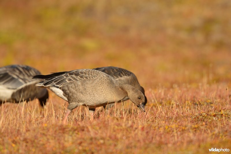 Kleine rietgans in Spitsbergen
