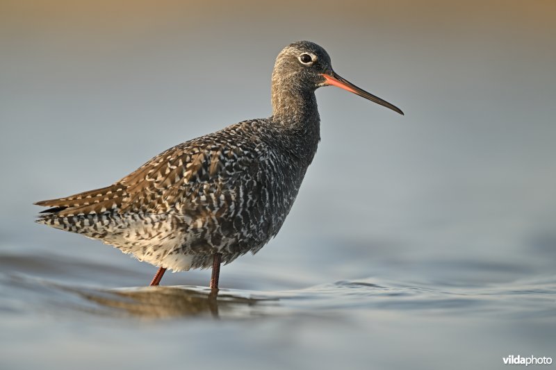 Zwarte ruiter