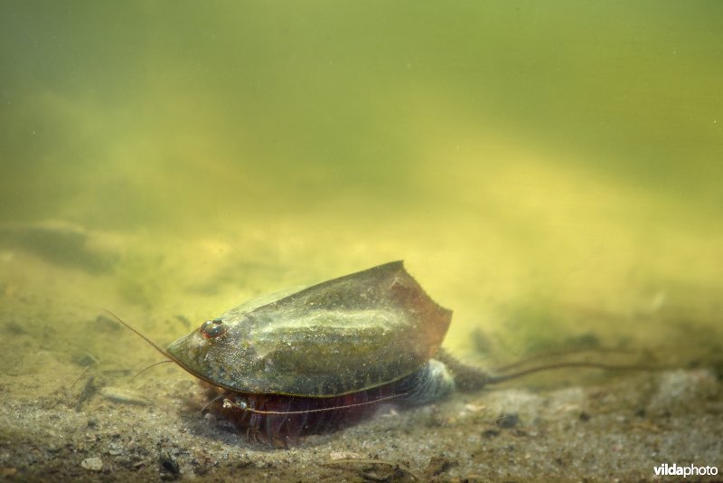 Leem-kieuwpootkreeft