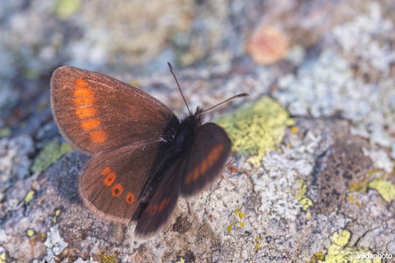 Kleine bergerebia