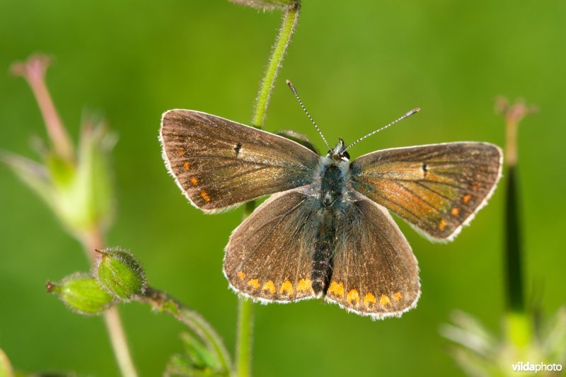 Vals bruin blauwtje