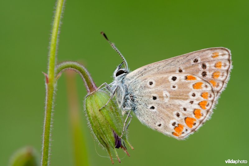 Vals bruin blauwtje