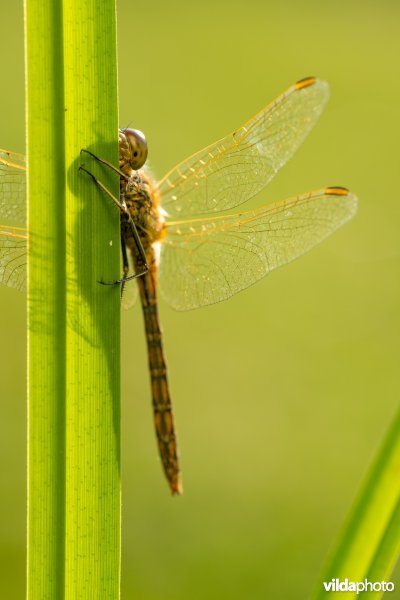 Steenrode heidelibel