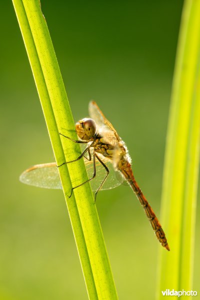 Steenrode heidelibel
