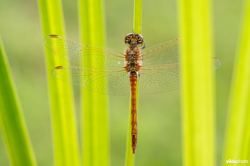 Steenrode heidelibel
