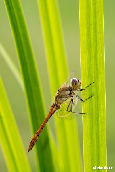 Steenrode heidelibel