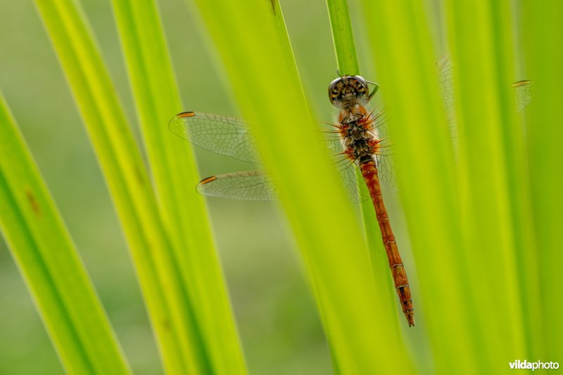 Steenrode heidelibel