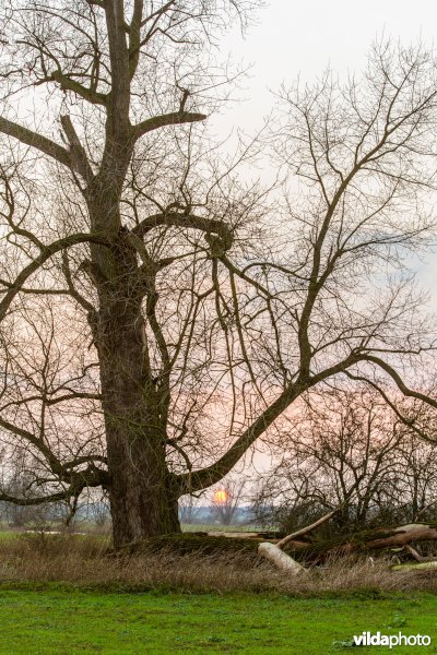 Oude populier aan de ijssel