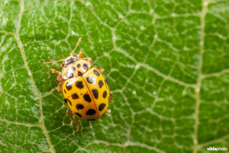 Citroenlieveheersbeestje