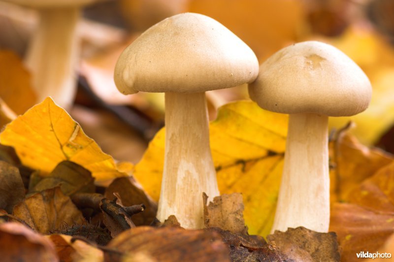 Bosreservaat Meerdaalwoud