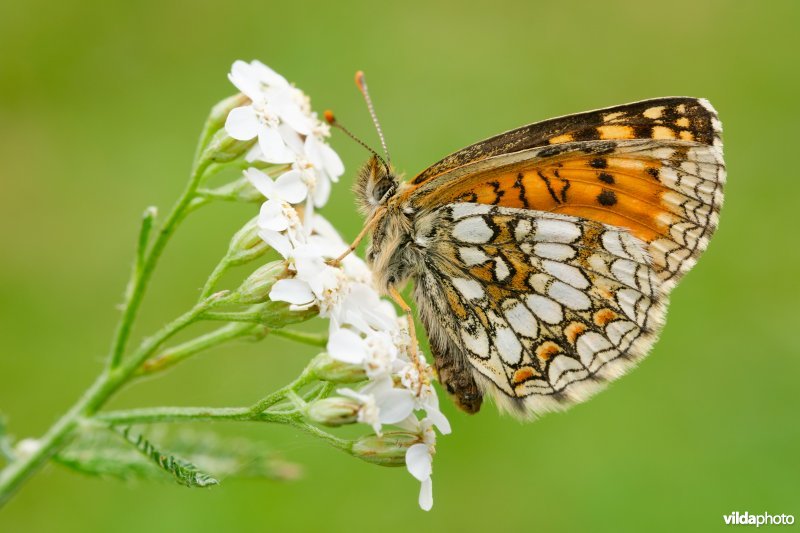 Zuidelijke bosparelmoervlinder 