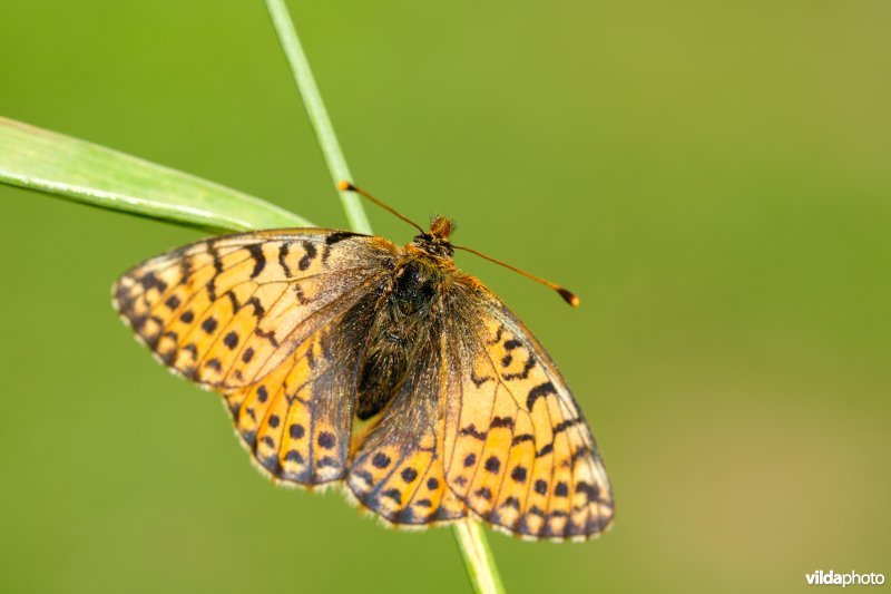 Herdersparelmoervlinder