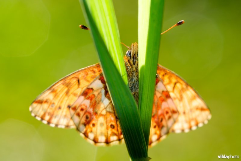 Herdersparelmoervlinder