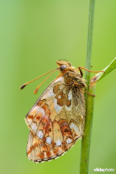 Herdersparelmoervlinder