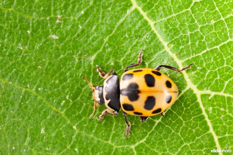 Berglieveheersbeestje