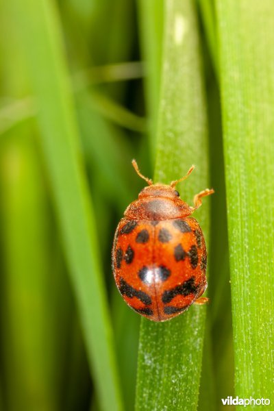 Vierentwintigstippelig lieveheersbeestje