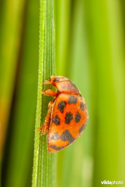 Vierentwintigstippelig lieveheersbeestje