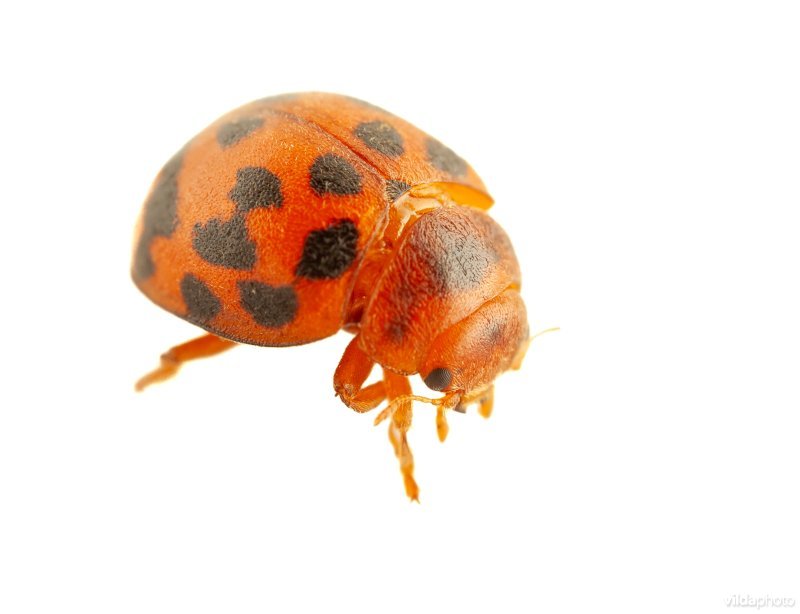 Vierentwintigstippelig lieveheersbeestje