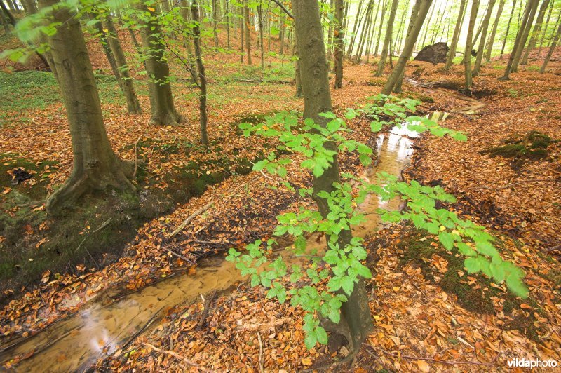 Hallerbos